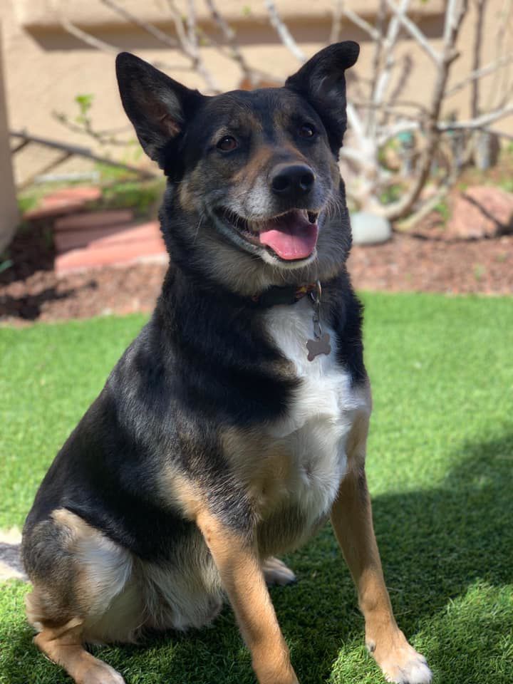 Readers pet photos